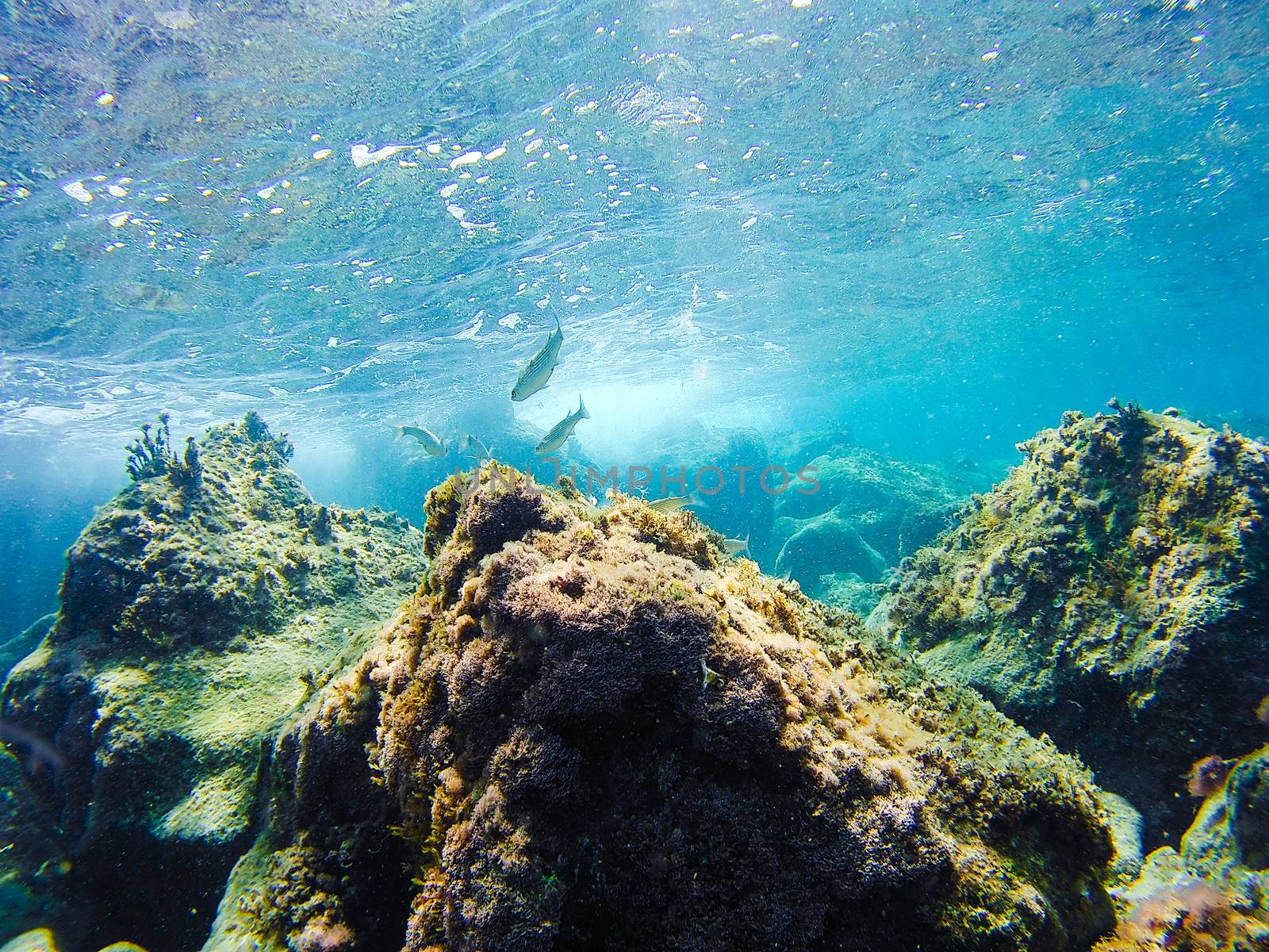 Colorful underwater vegetation in the Mediterranean sea, Malta