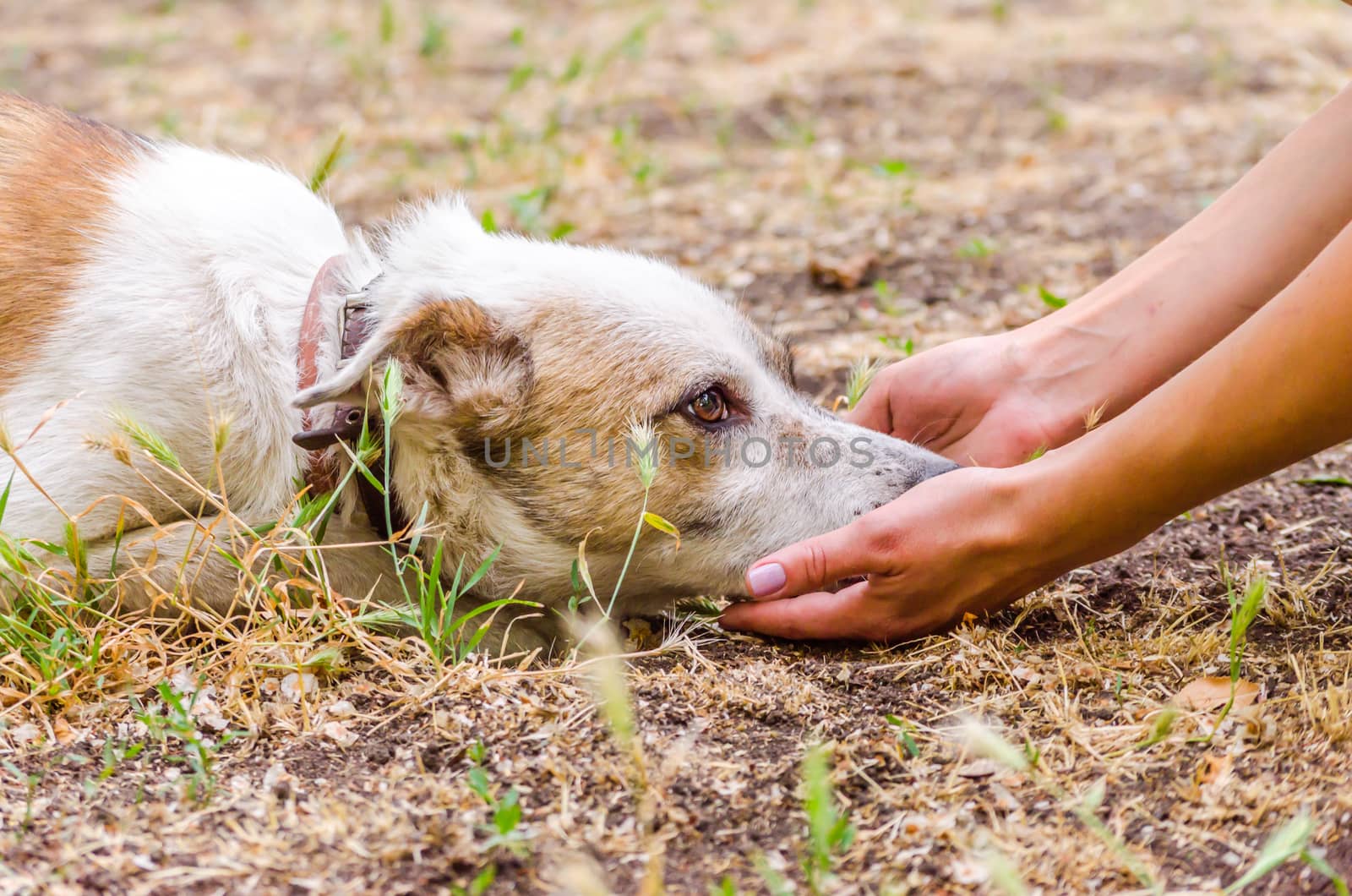 pet care outbred dog head in female hands on the ground