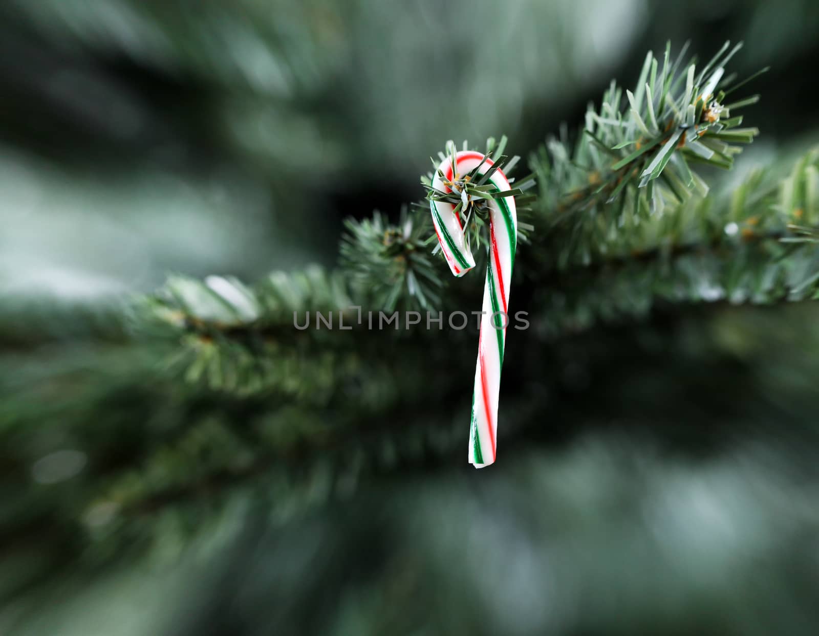 Traditional stripped candy cane Christmas decoration hanging on artificial tree 