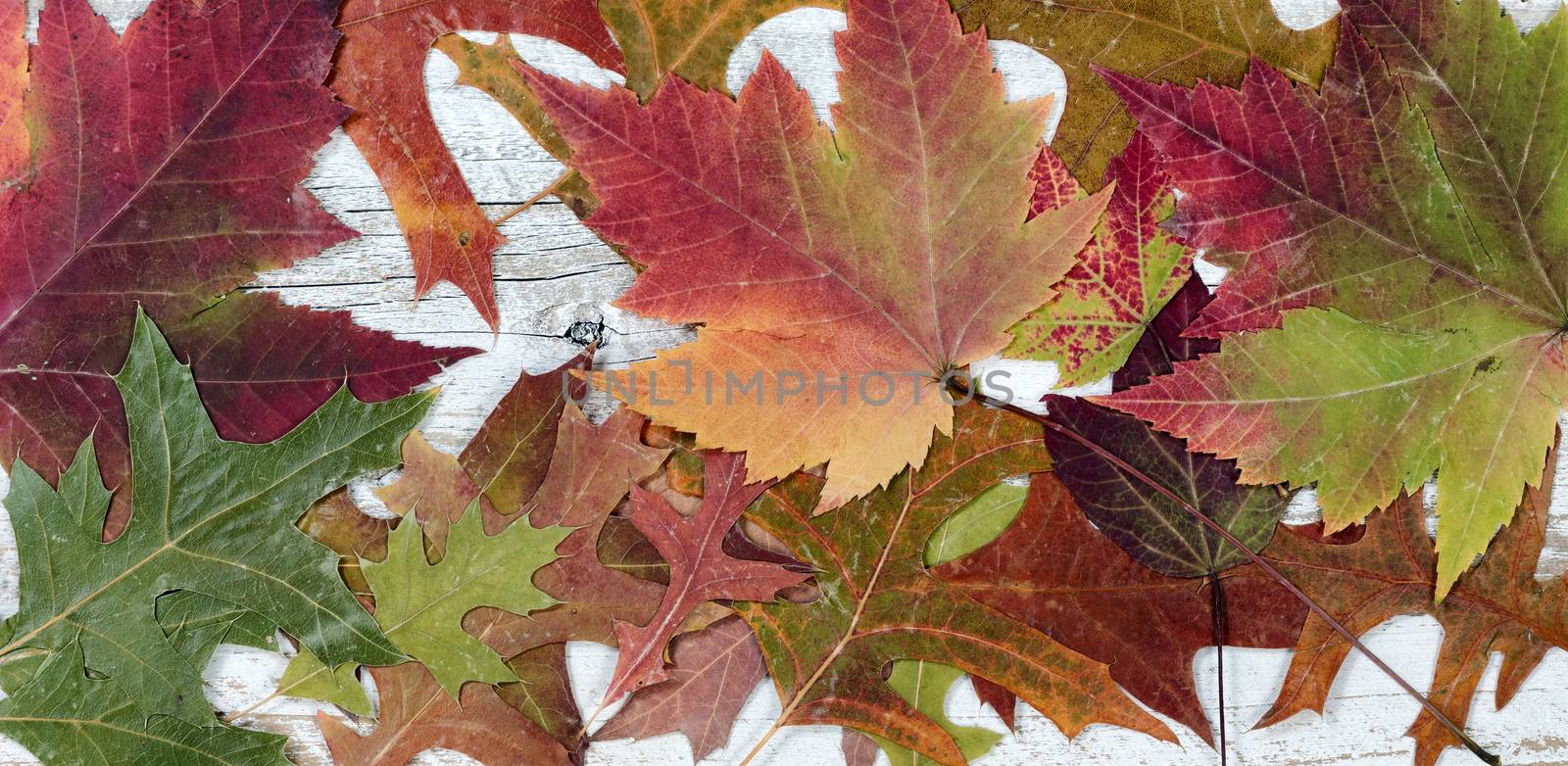 Autumn foliage in filled frame format on rustic white wood