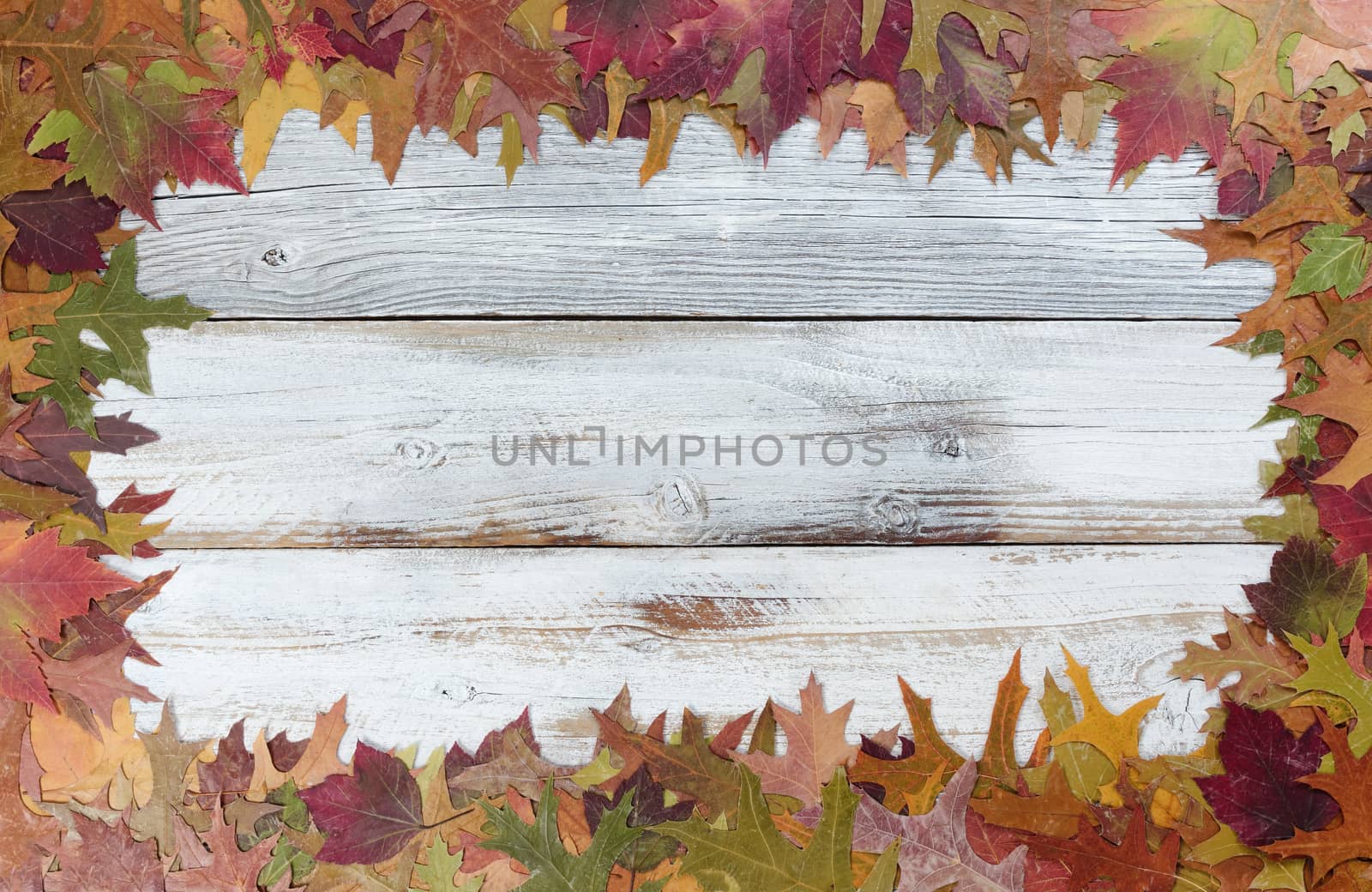 Autumn Thanksgiving foliage background on white rustic wood. Complete outside border with copy space in middle