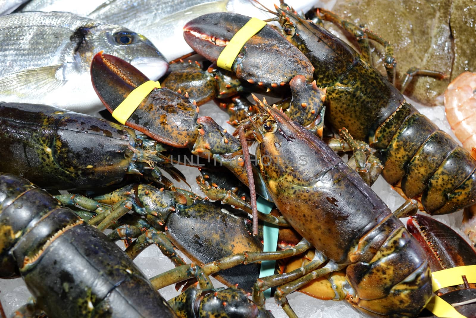 Fresh shellfish seafood on ice for the open market in close up top view format