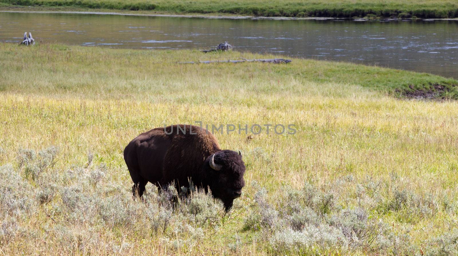 Partial front view of a single North American Bison (Buffalo) grazing in open prairie with Yellowstone River in background