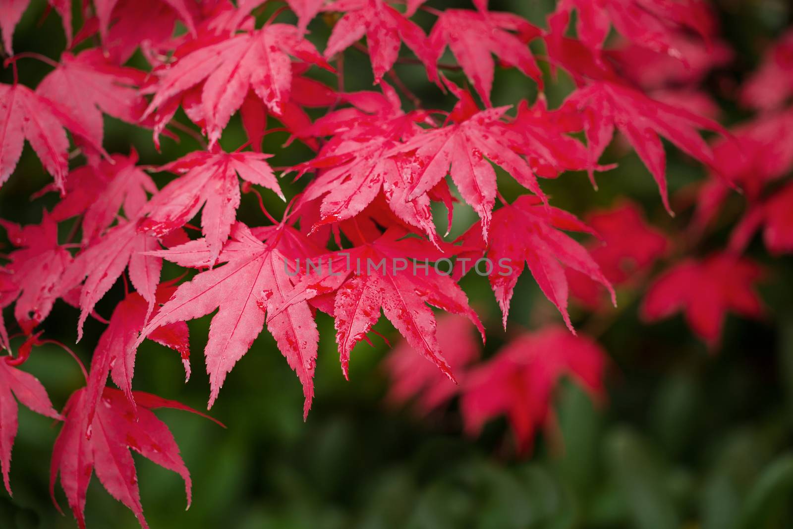 Red Maples in Fall Season  by tab1962