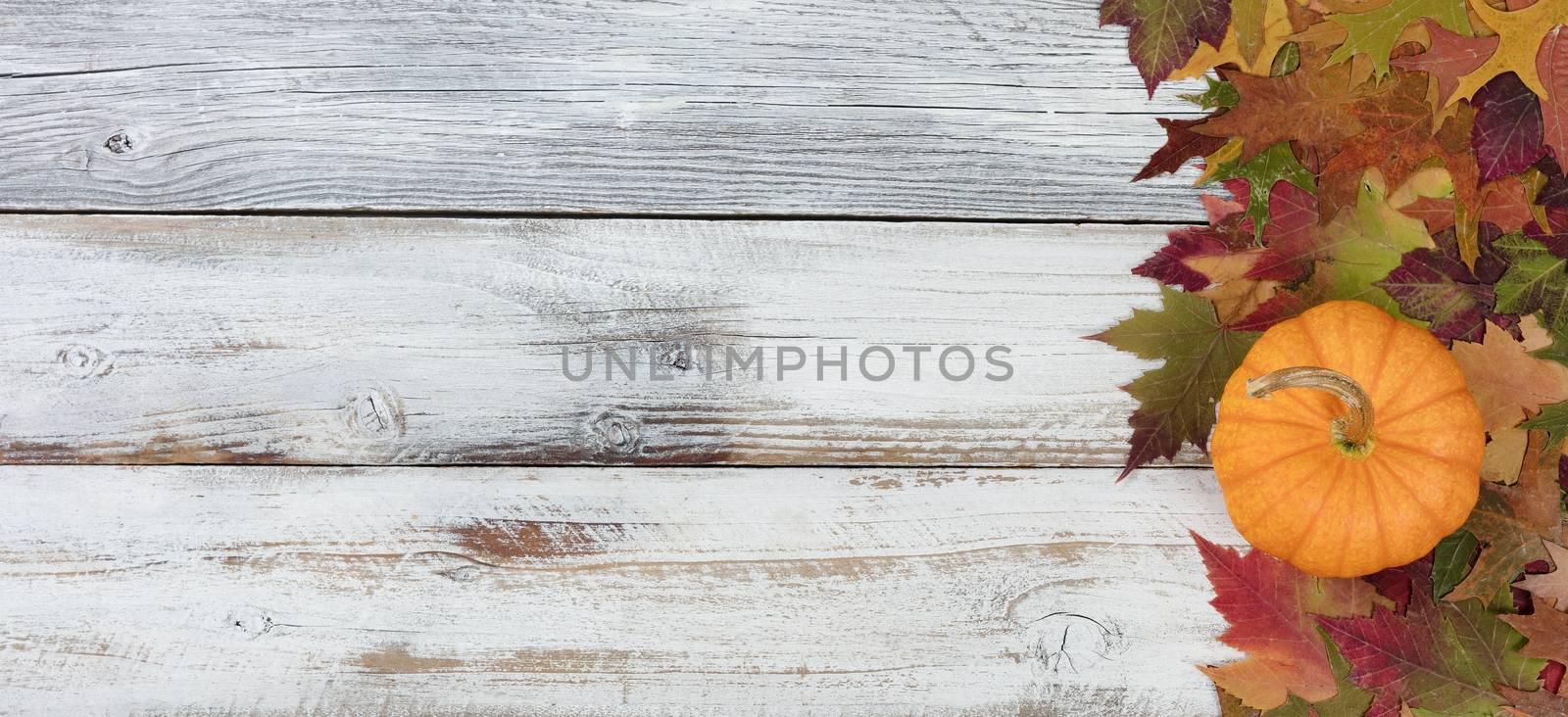 Real pumpkin and Autumn foliage on rustic white wooden boards  by tab1962