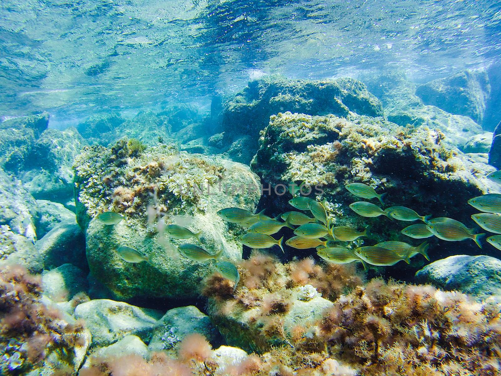 Colorful underwater vegetation in the Mediterranean sea, Malta