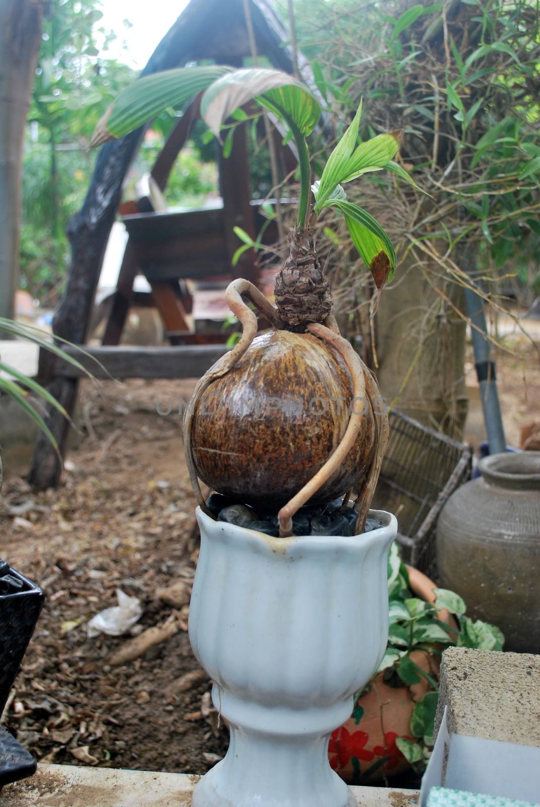 Use coconut to make bonsai.Coconut balls modified into ornamental plants.