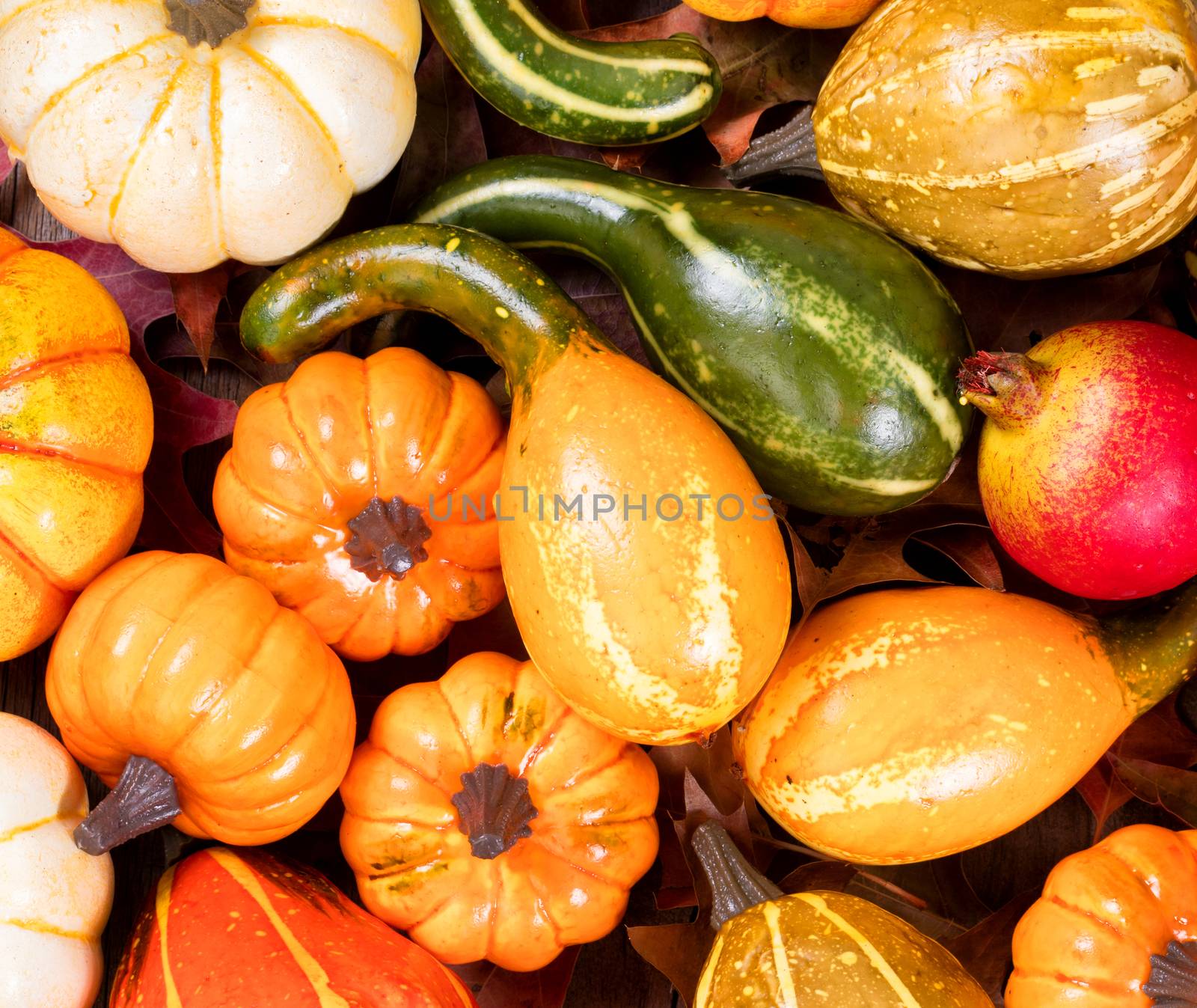 Autumn gourd decorations on foliage oak leaves by tab1962