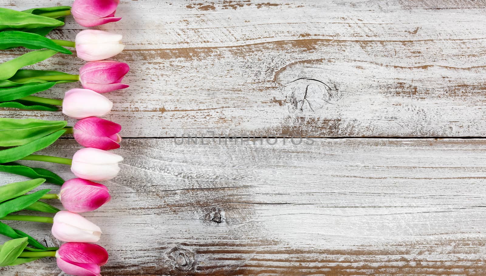 tulips forming left side border on rustic white wooden boards for Easter Background 