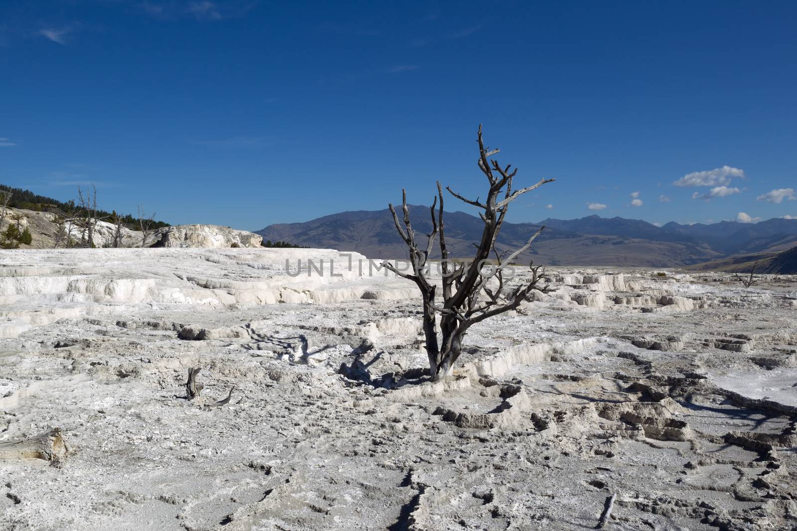 Dead Tree in Yellowstone Park Hot Springs  by tab1962