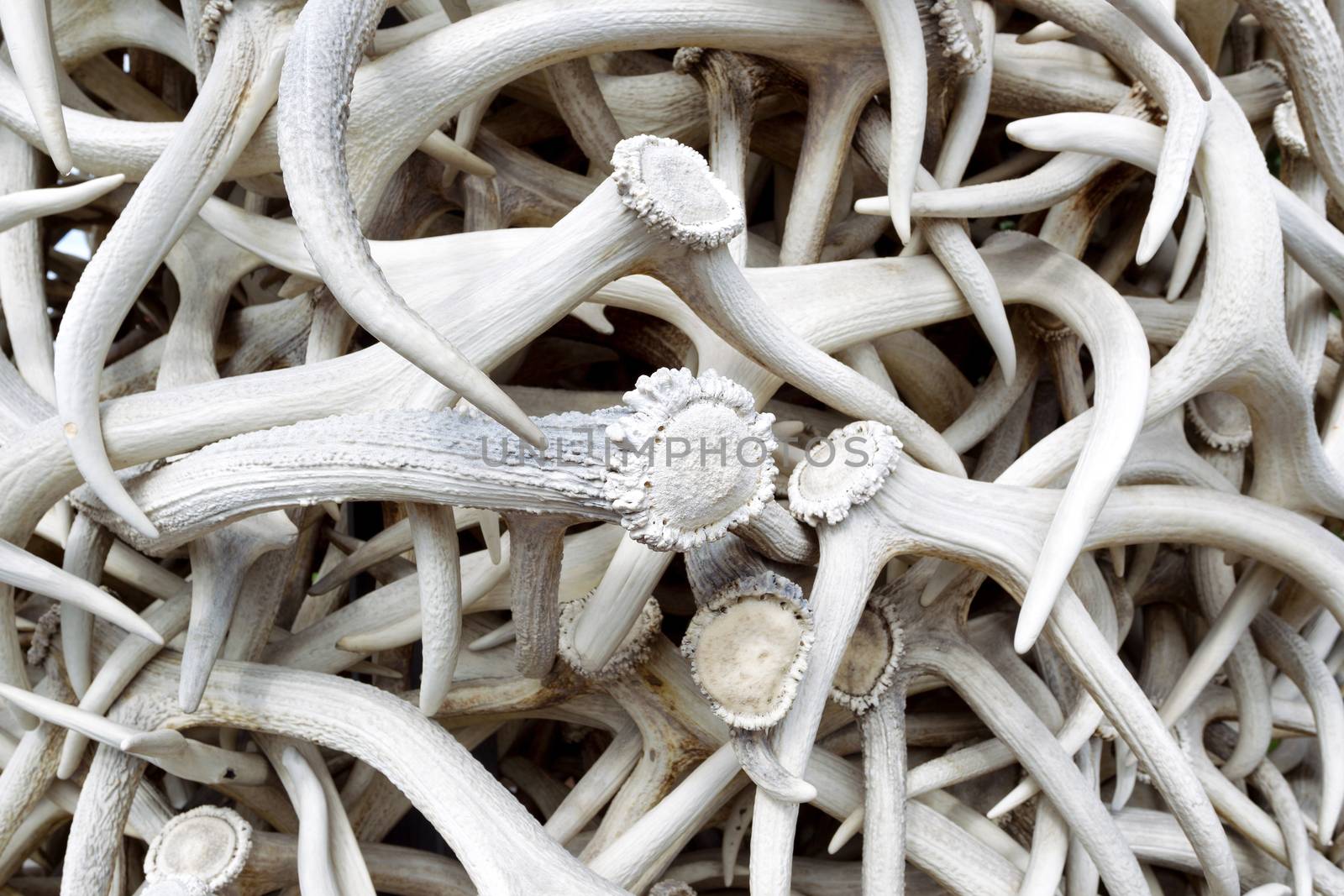 Closeup horizontal image of stacked real Elk Antlers 