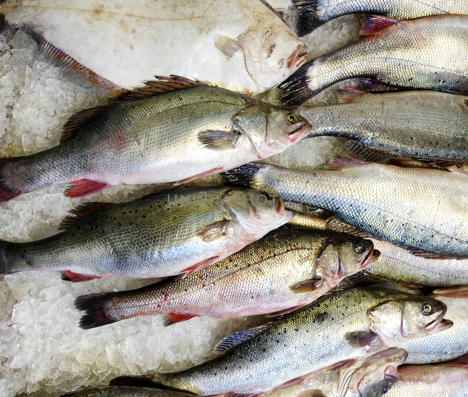 Fresh raw seafood on ice for the market in close up top view for by tab1962