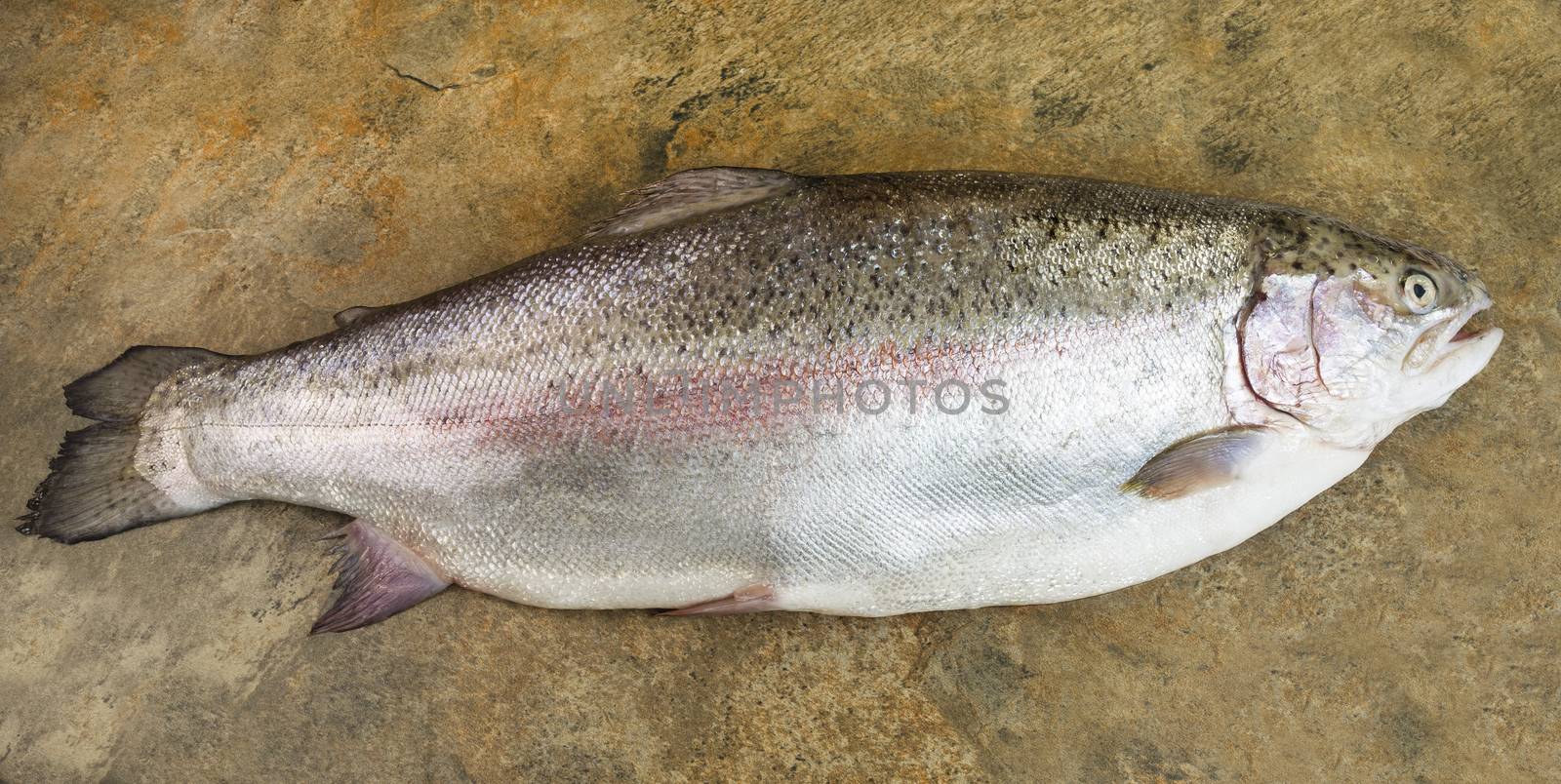 Horizontal photo of large trout on stone background 