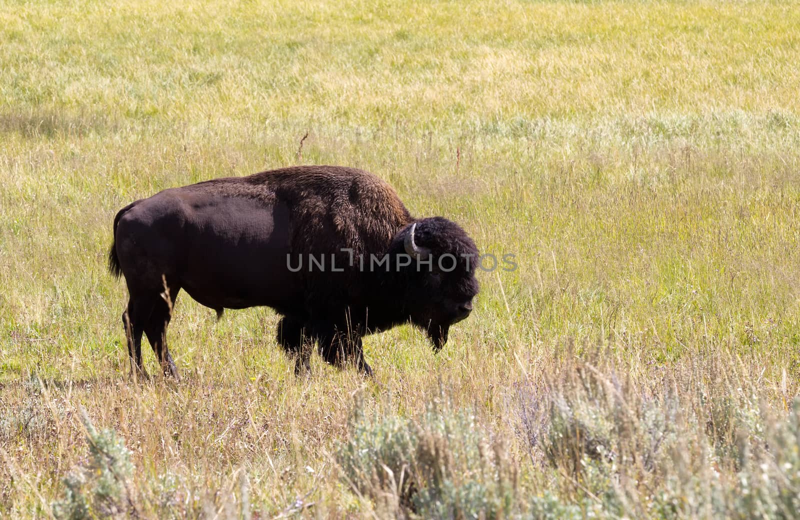 Side view of a single North American Bison (Buffalo) grazing in open prairie