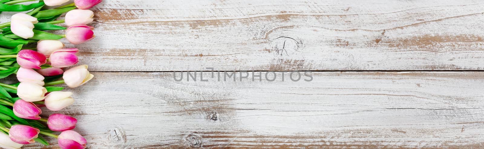 Springtime tulip flowers on white rustic wooden background for seasonal holidays like Easter and Mothers Day 