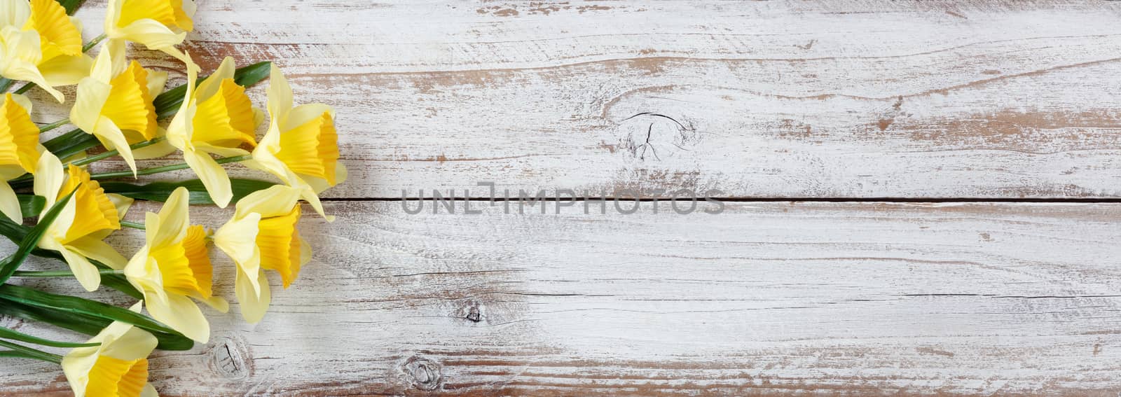 Springtime daffodil flowers on white rustic wooden background for seasonal holidays like Easter and Mothers Day 