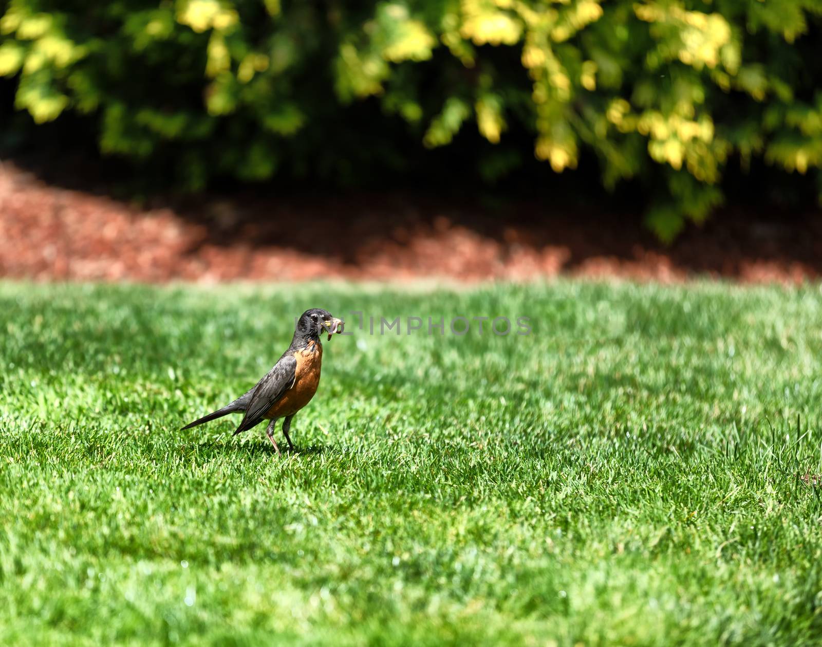 Parent bird gathering worms for feeding offspring