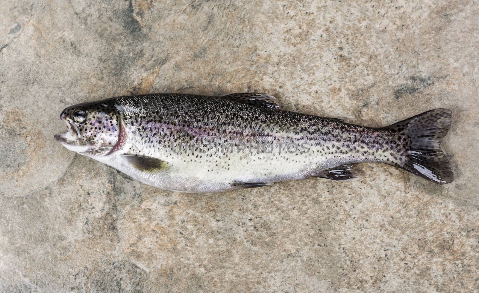 Trout on Stone  by tab1962
