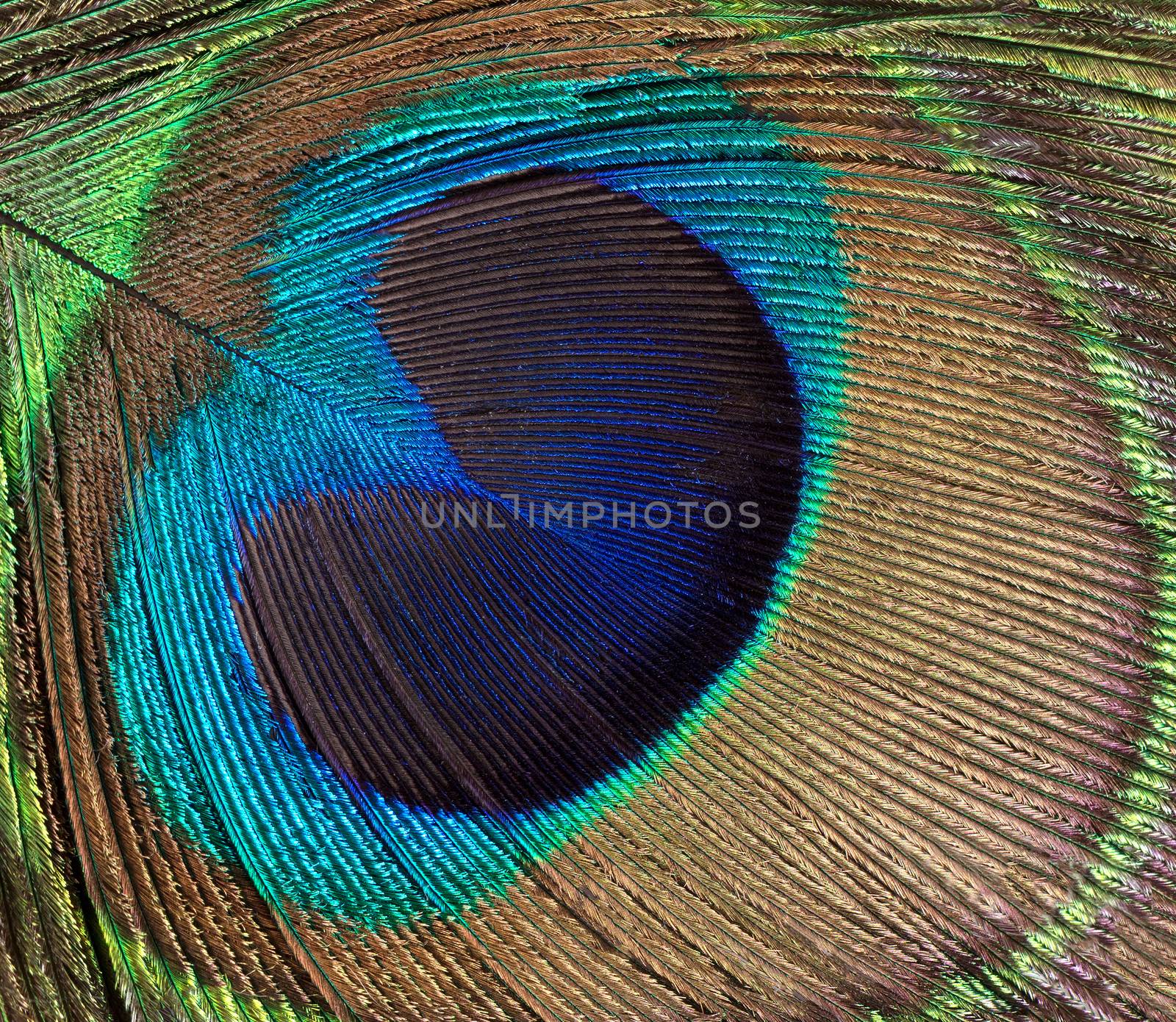 Peacock bird feather background  by tab1962