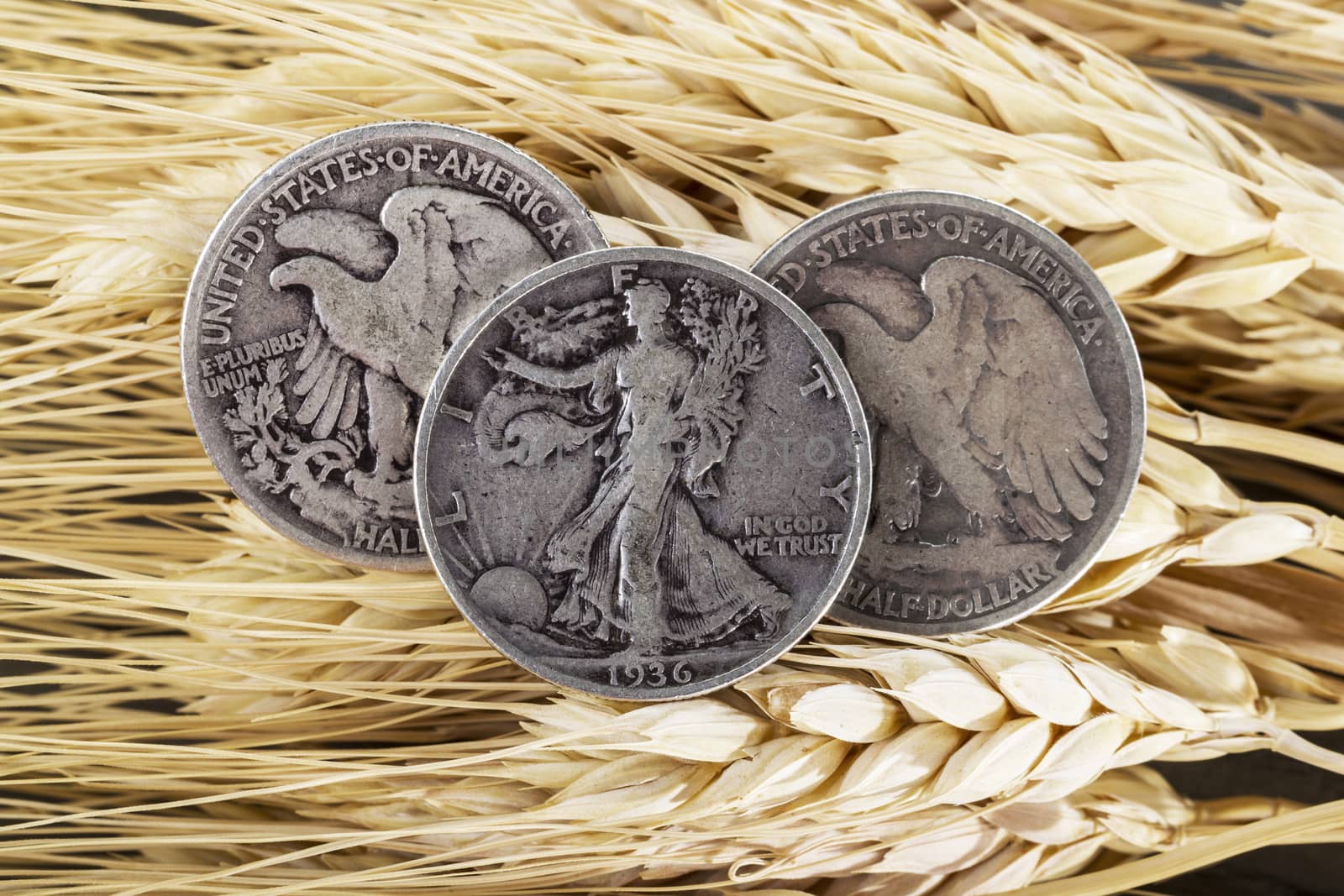 United States Silver half dollars on wheat stalk background 
