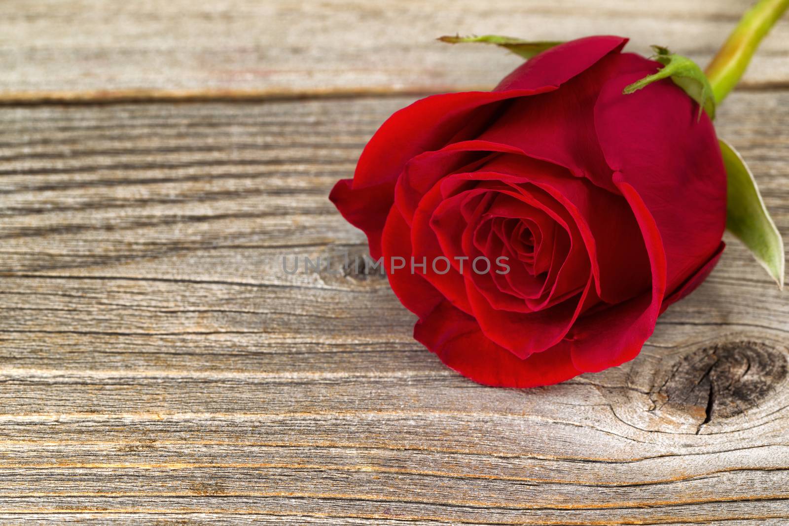 Close up of a single pristine red rose on stressed wood. Valentines day concept. Selective focus on right side front side of flower. 