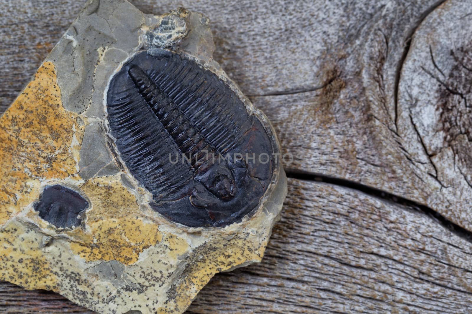 Close up of a perfect fossilized trilobite in sandstone on age wood