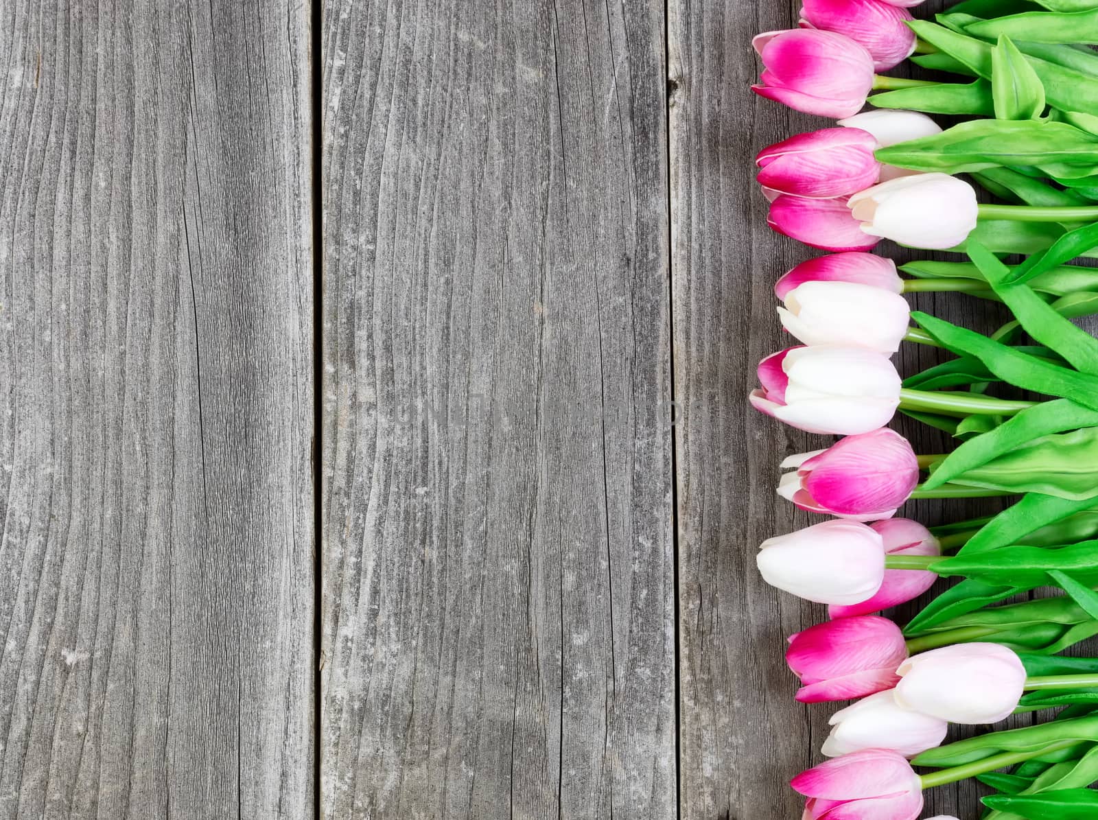 Pink Tulips on Vintage Wooden Planks for Easter Background 