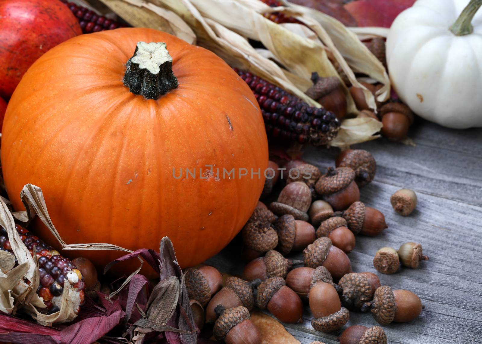 Thanksgiving Pumpkin with acorns and corn on rustic wood 