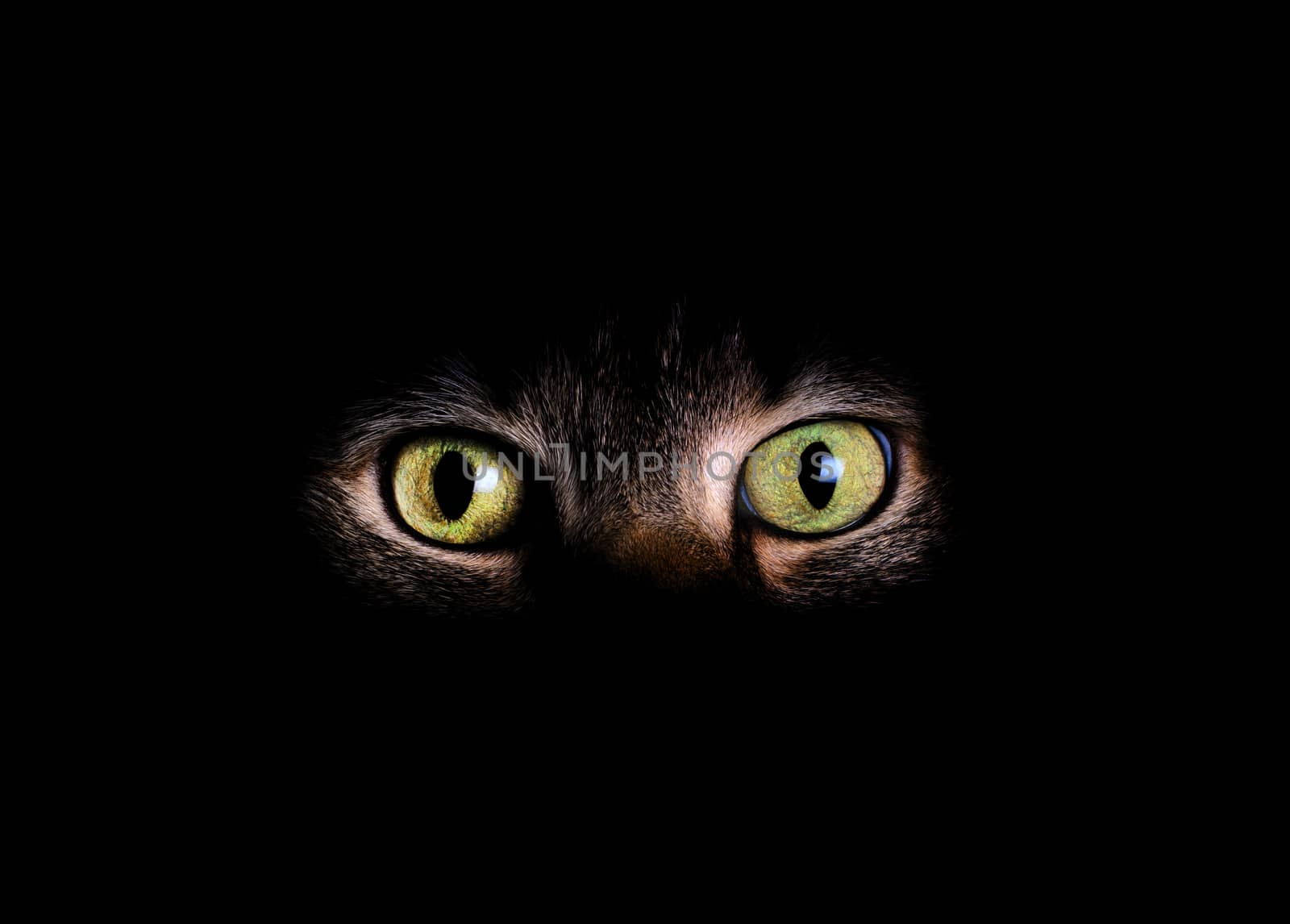 Animal eyes and partial face with fading dark background. 