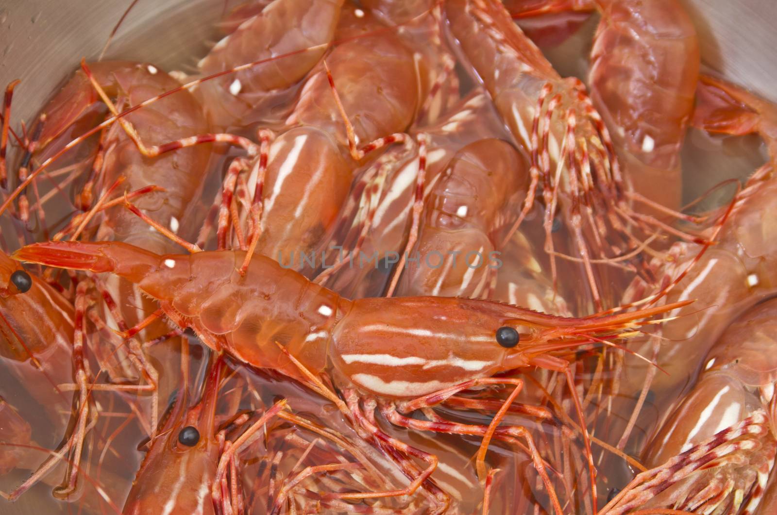 Fresh live shrimp in stainless steel bowl