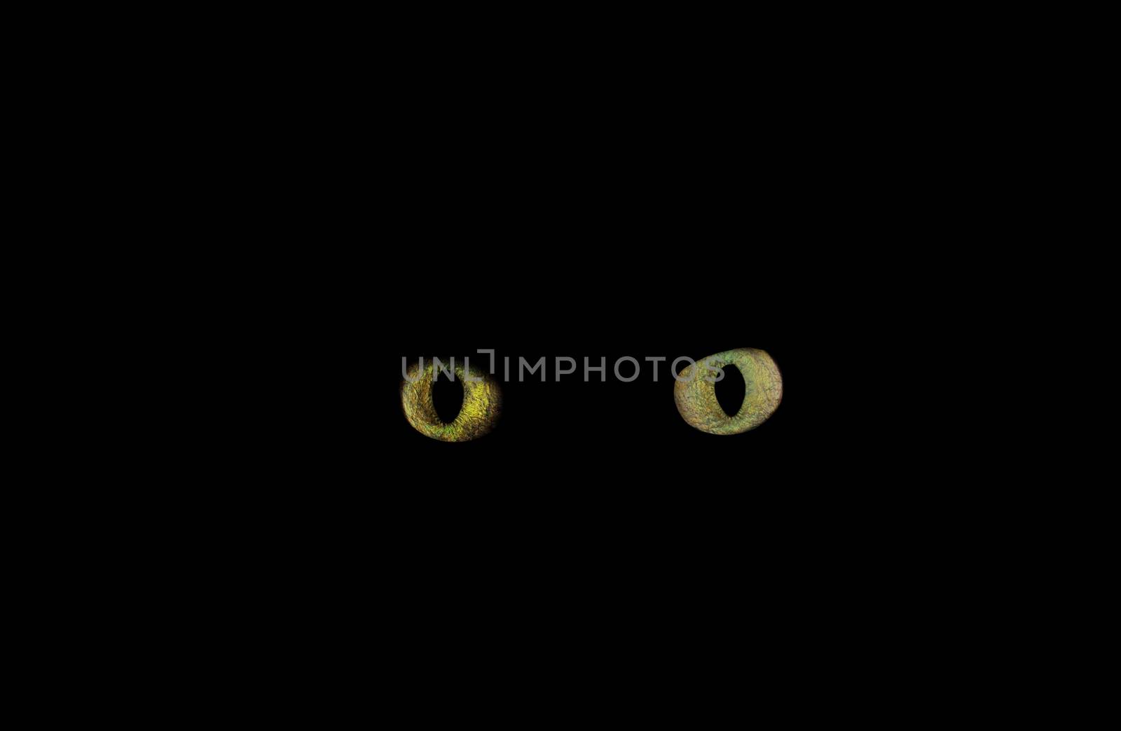Green and yellow cat eyes in the darkness. Halloween concept. 