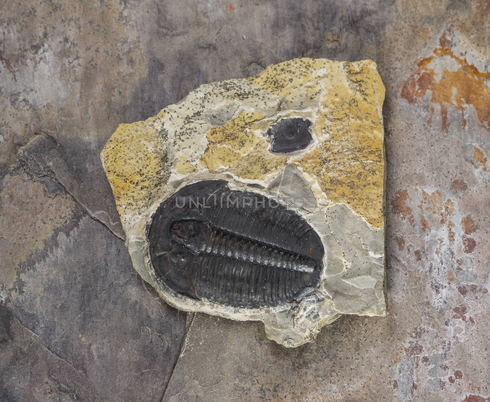 Fossil in Sand Stone  by tab1962