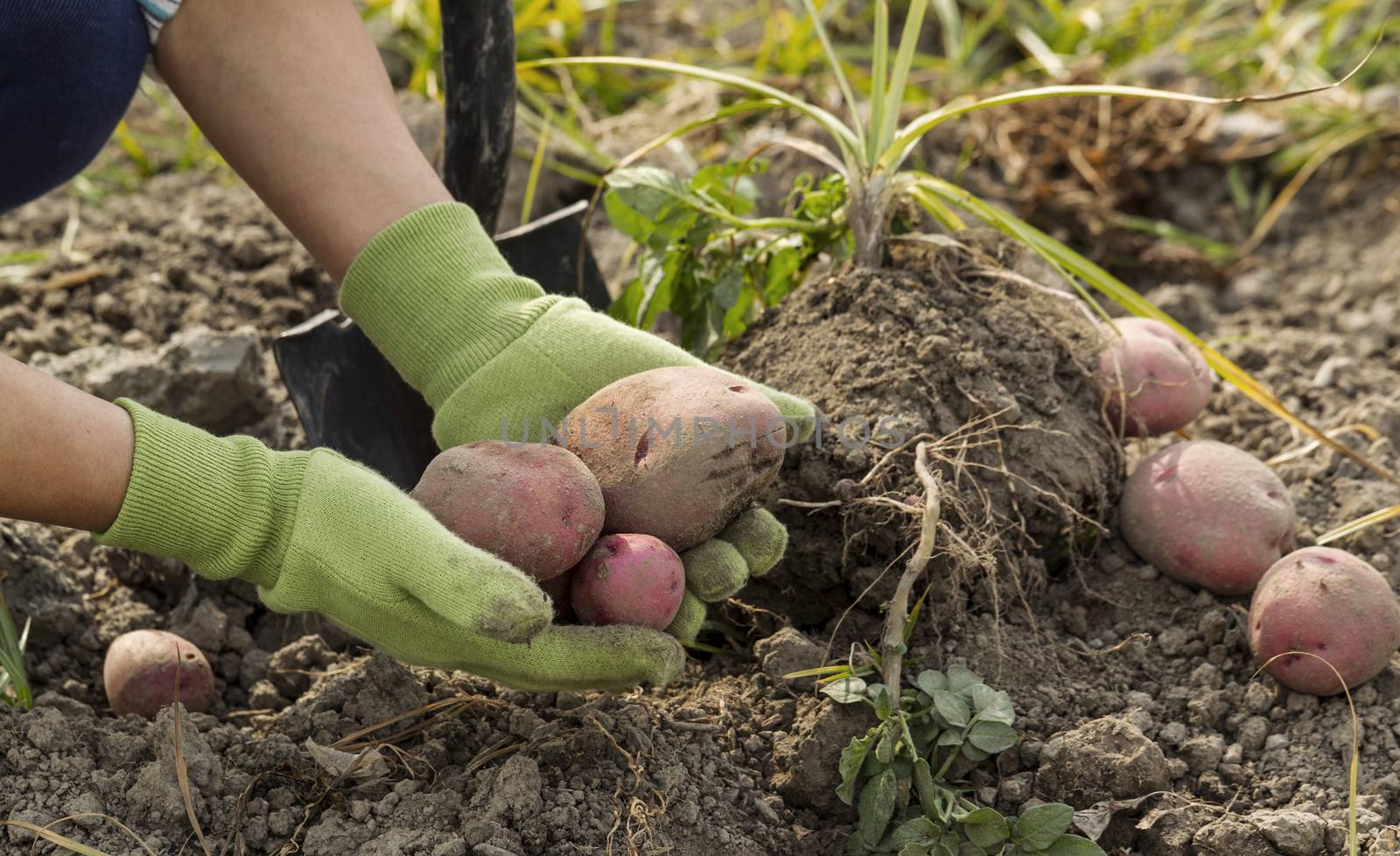 Working hands  holding fresh red potatoes from ground with shovel in background 