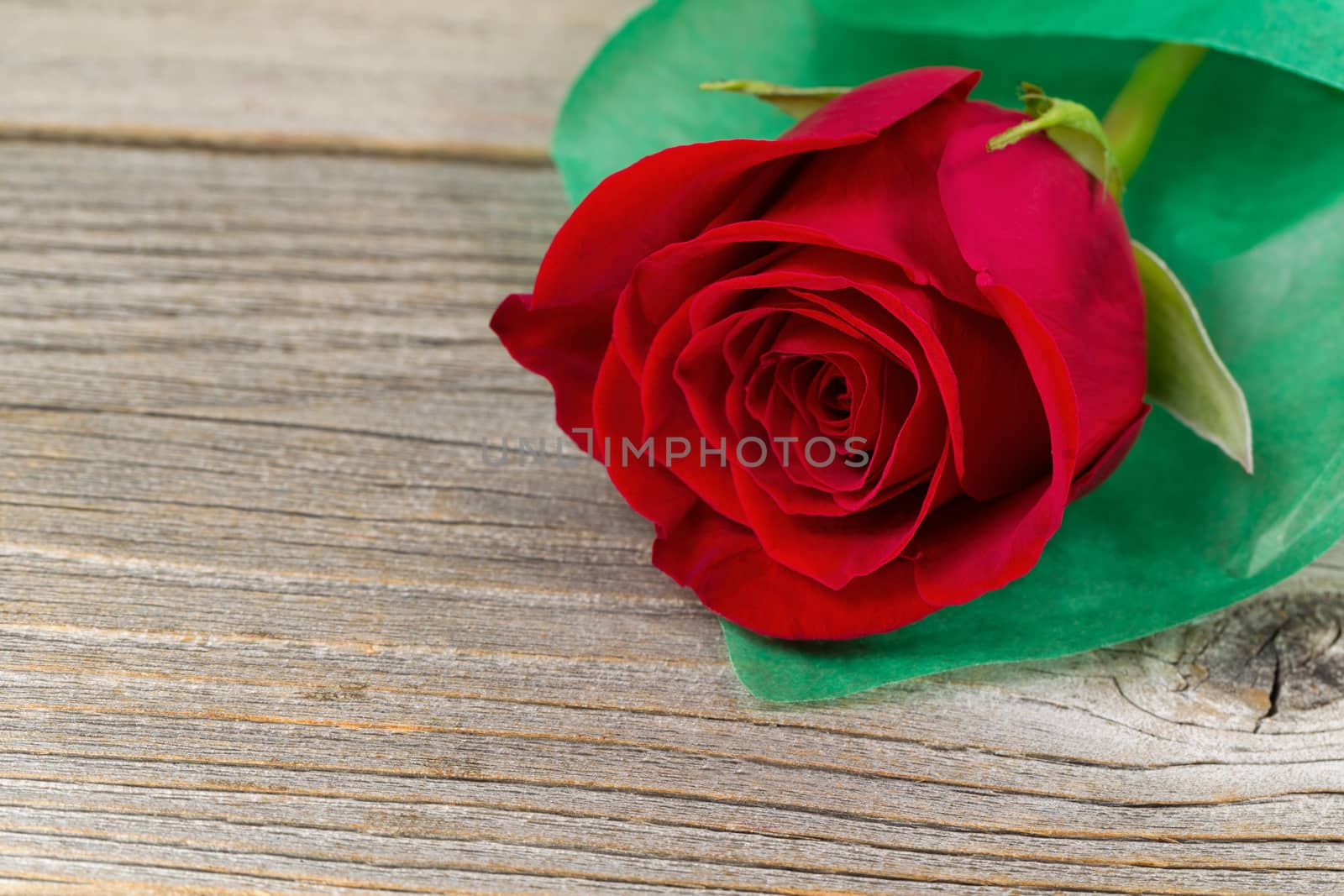 Close up of a single pristine red rose, wrapped in soft green paper, on rustic wood. Valentines day concept. 