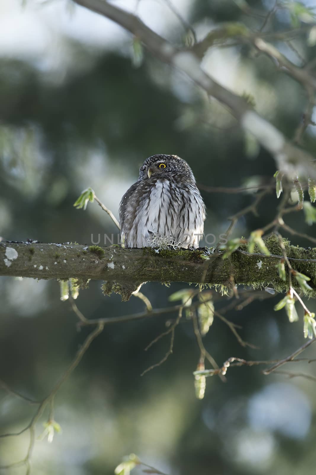 Cute Pygme owl in super green forest surroundings, Bialowieza, Poland