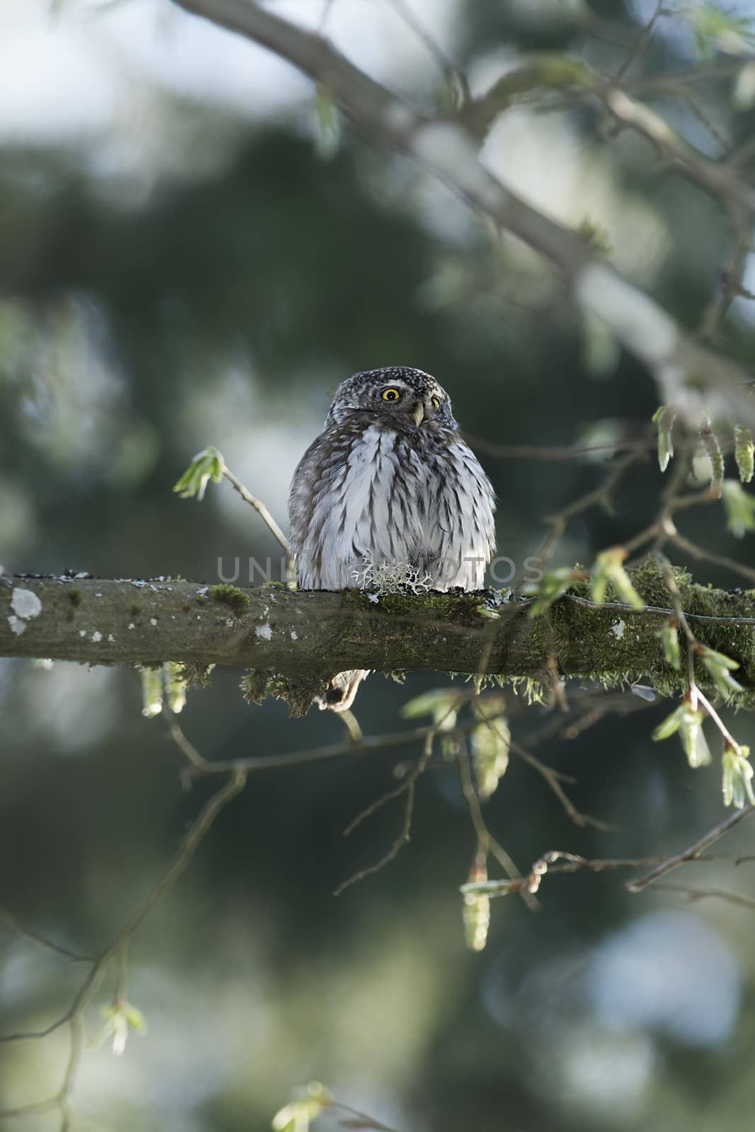 Cute Pygme owl in super green forest surroundings, Bialowieza, Poland