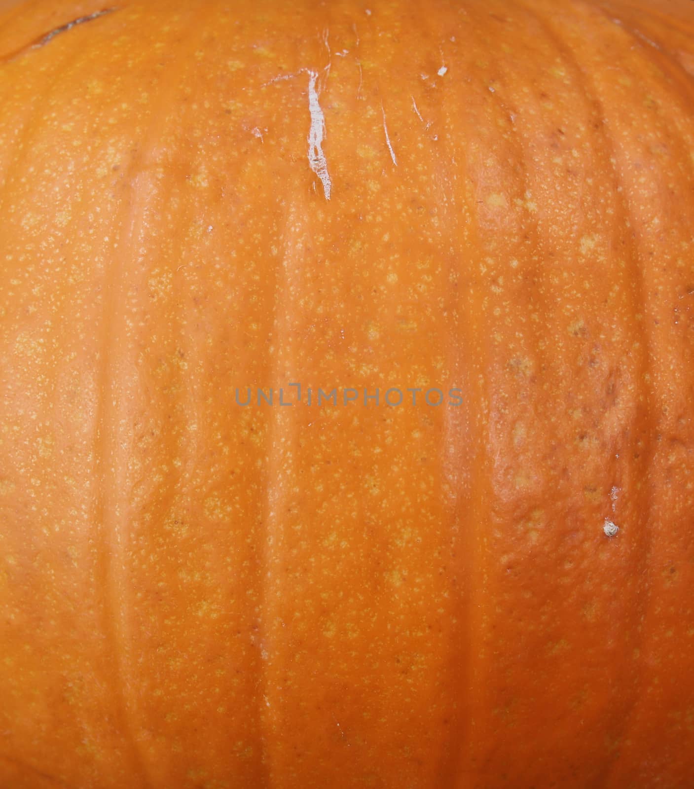 Filled frame of real pumpkin skin for Thanksgiving or Halloween holiday background 