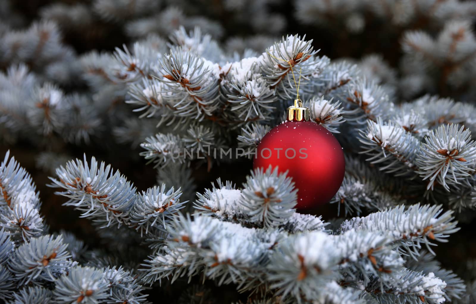Real Blue spruce Christmas tree with red ornament and snow for the holiday season 