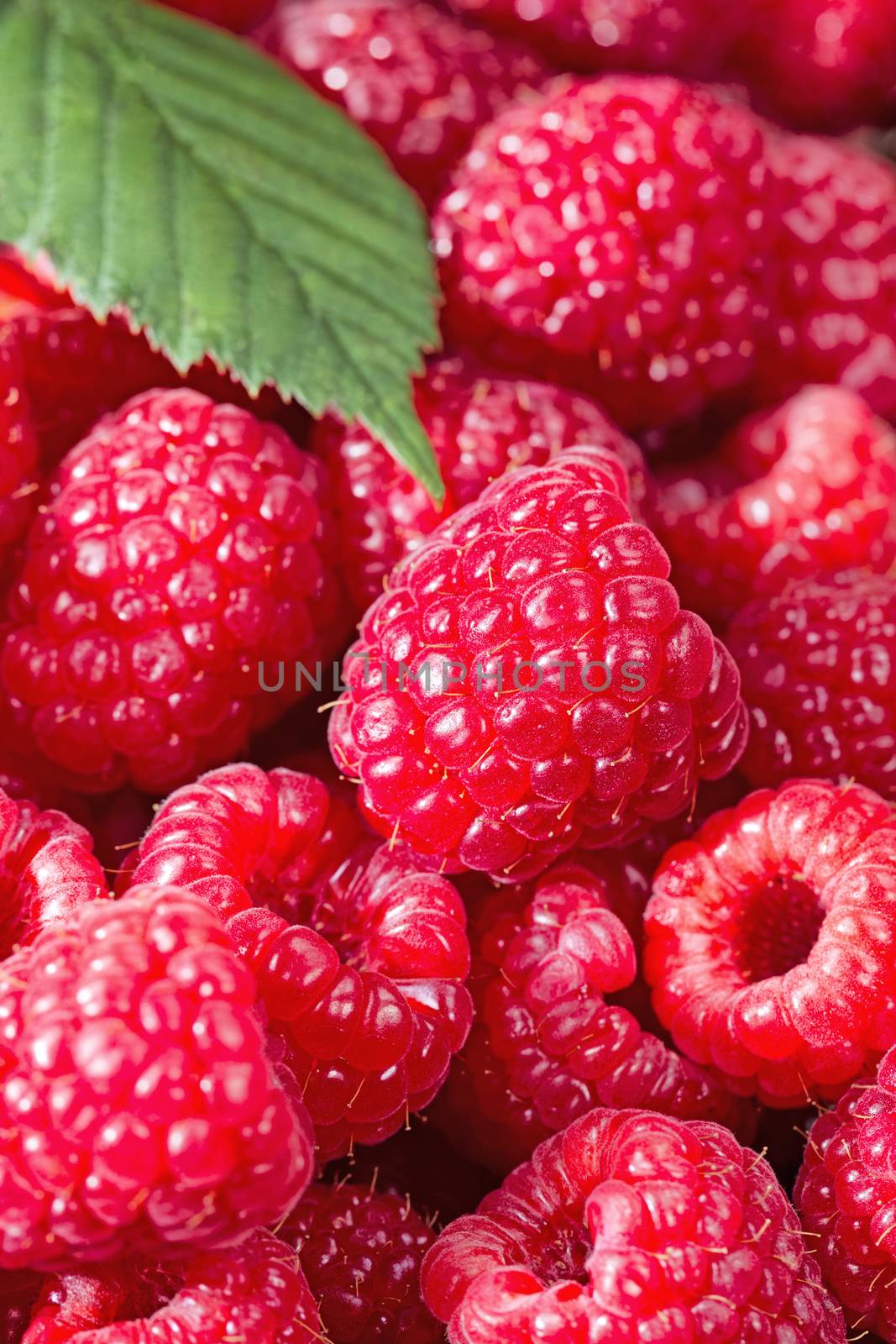 Vertical close up image of fresh Raspberries with focus on center berry