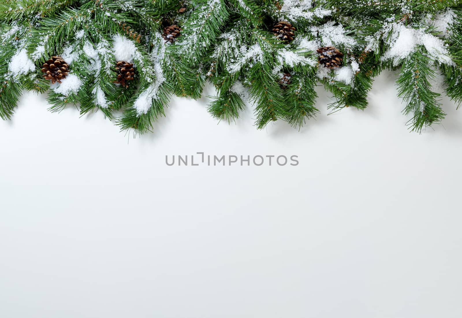 Snowy Christmas tree branches and pinecones on white background 