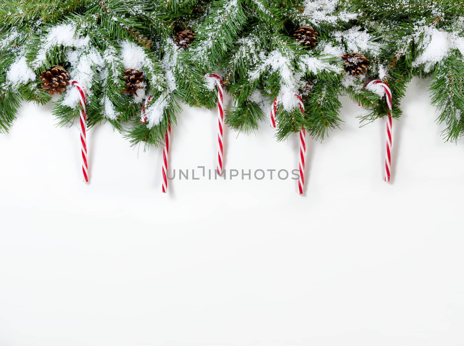 Snowy Christmas fir tree branches with candy canes on white background 