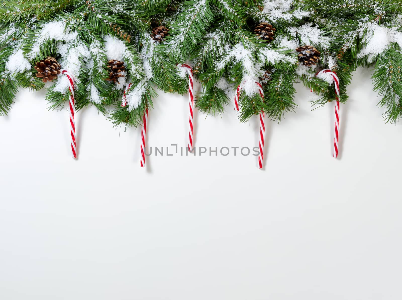 Snowy Christmas fir tree branches with candy canes on white background 