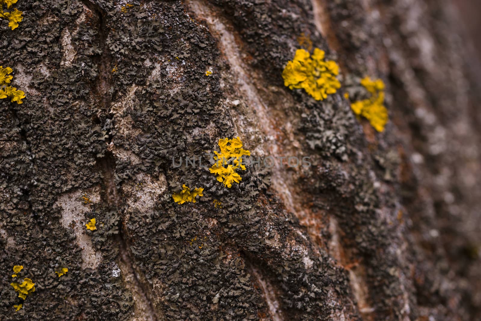 Green moss on walnut bark closeup. Stock photo of walnut tree bark and forest green moss.