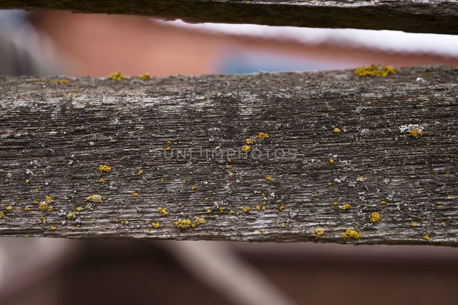 Old wooden texured surface closeup. Moss and relief on surface.  by alexsdriver