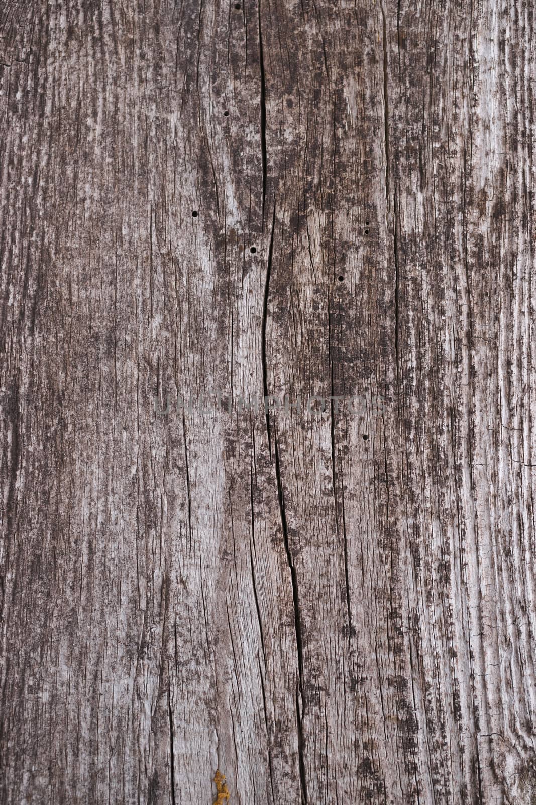 Old wooden texured surface closeup. Moss and relief on surface.  by alexsdriver