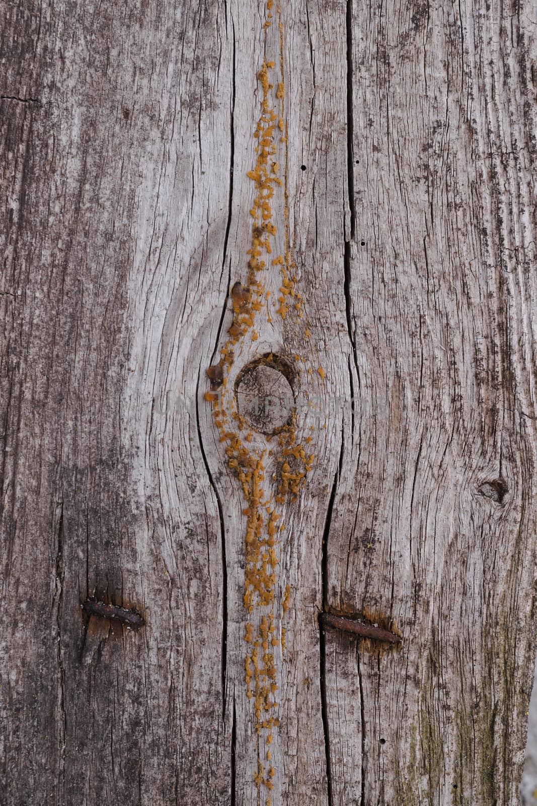 Old wooden texured surface closeup. Moss and relief on surface. Stock photo of old wooden pattern of aged boards with moss. Brown and gray colors on photo.