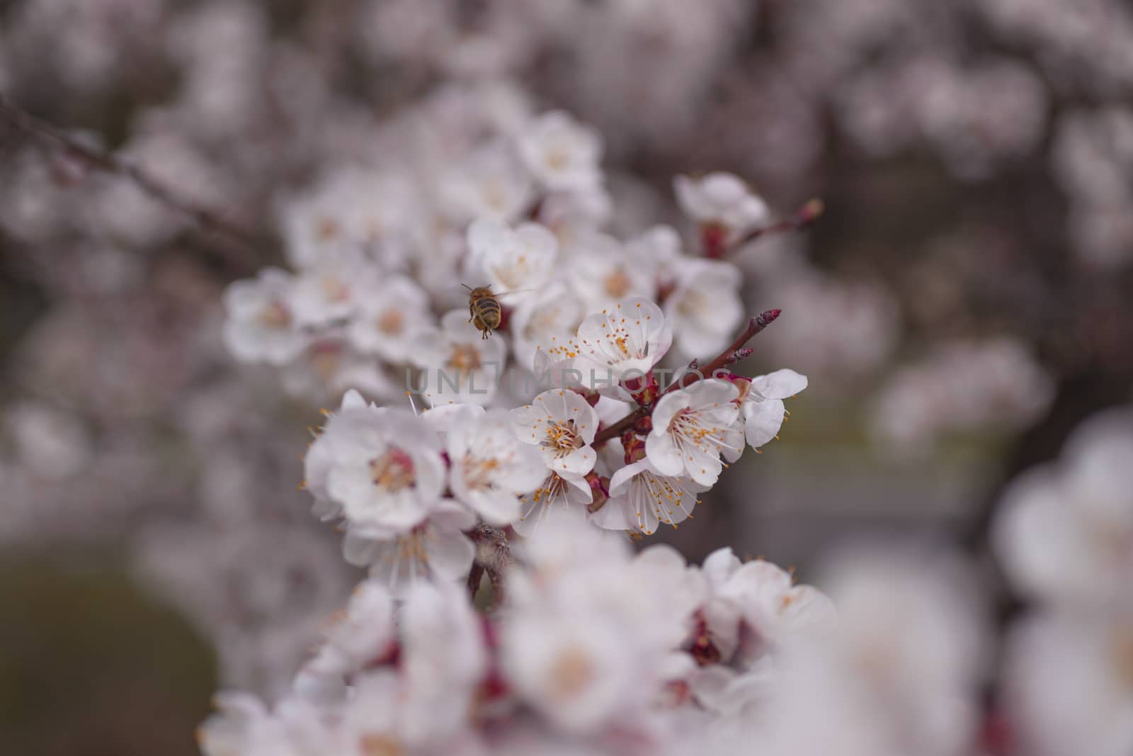 Apricot flower inflorescences on blurred background. by alexsdriver