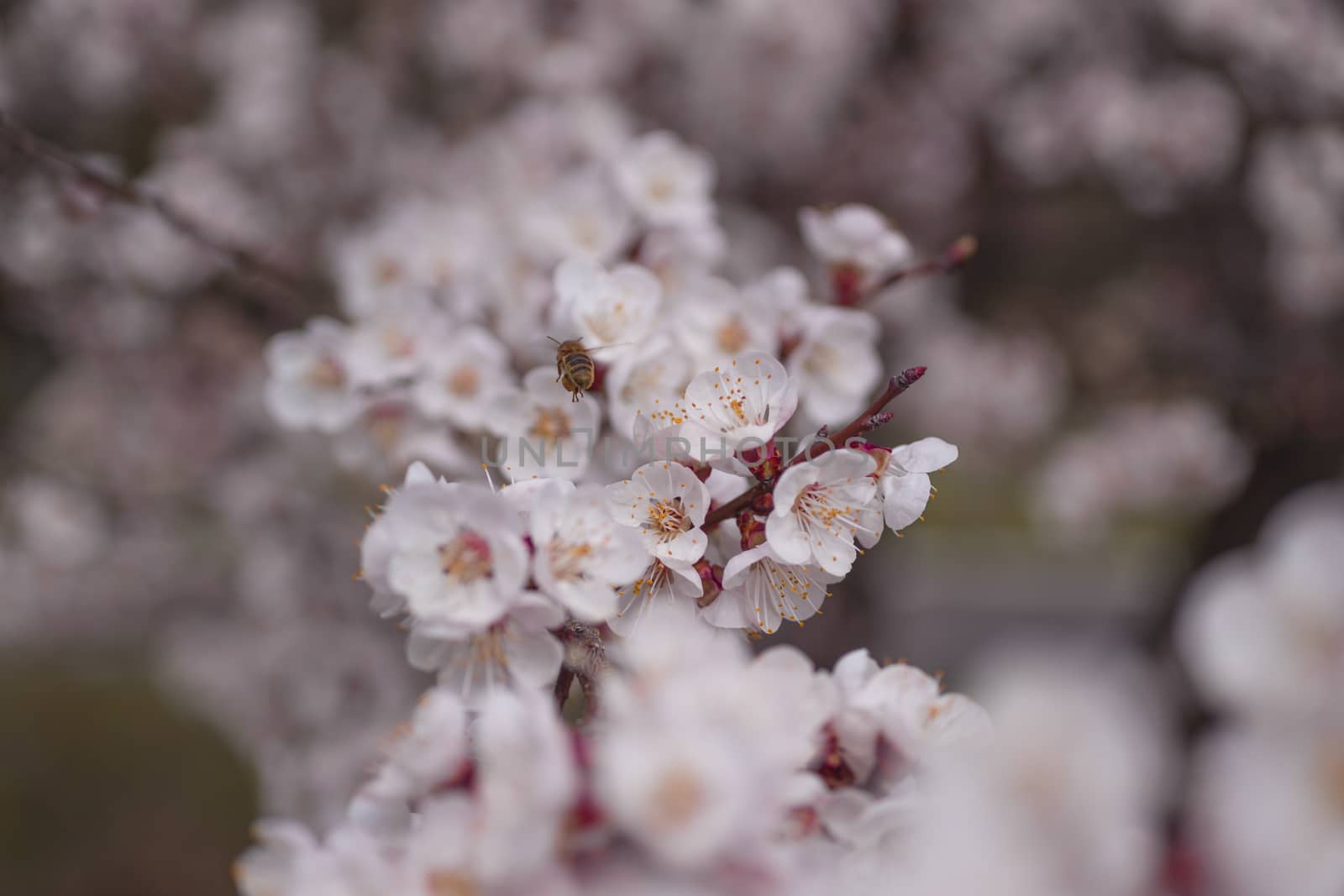 Apricot flower inflorescences on blurred background.