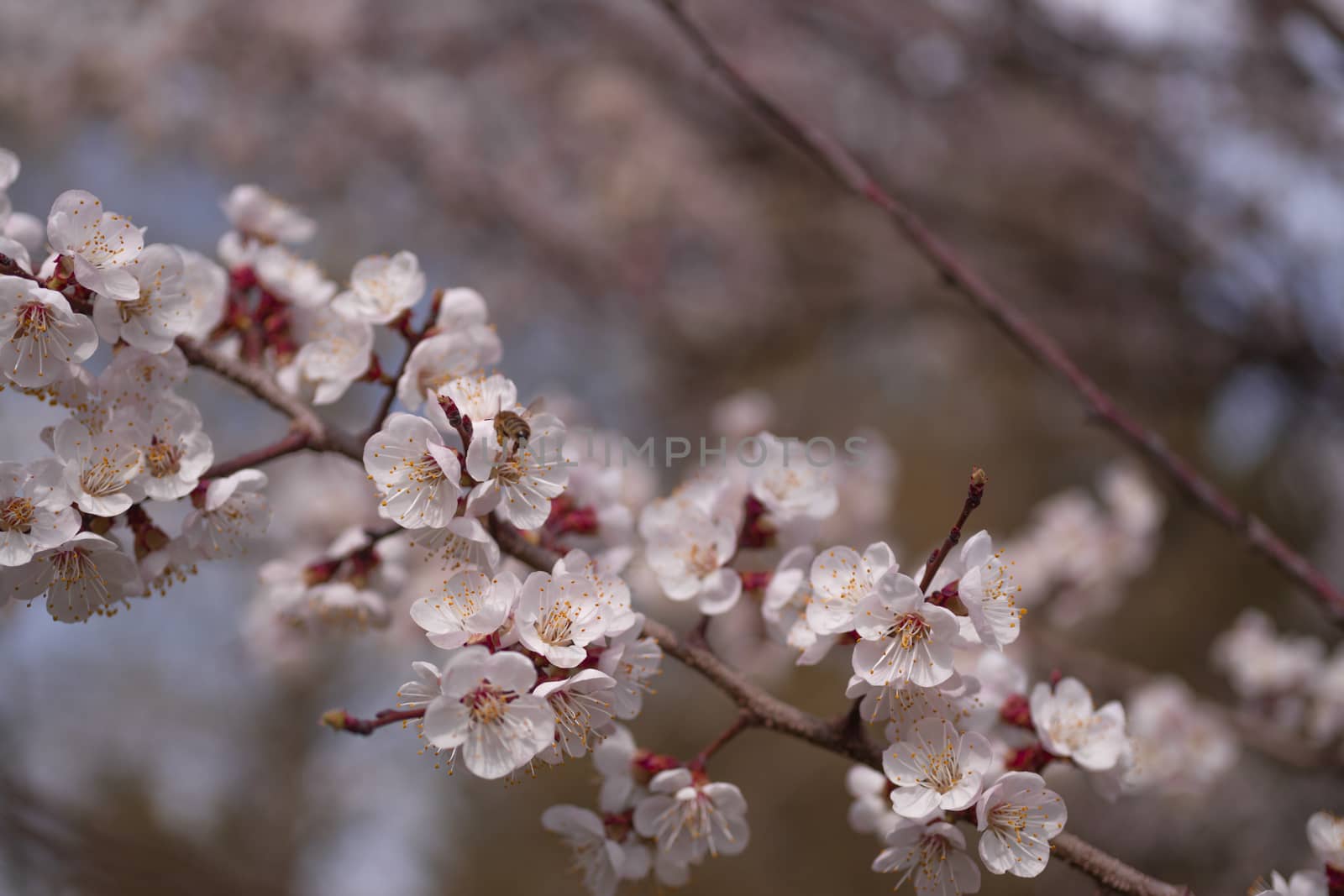 Apricot flower inflorescences on blurred background. by alexsdriver