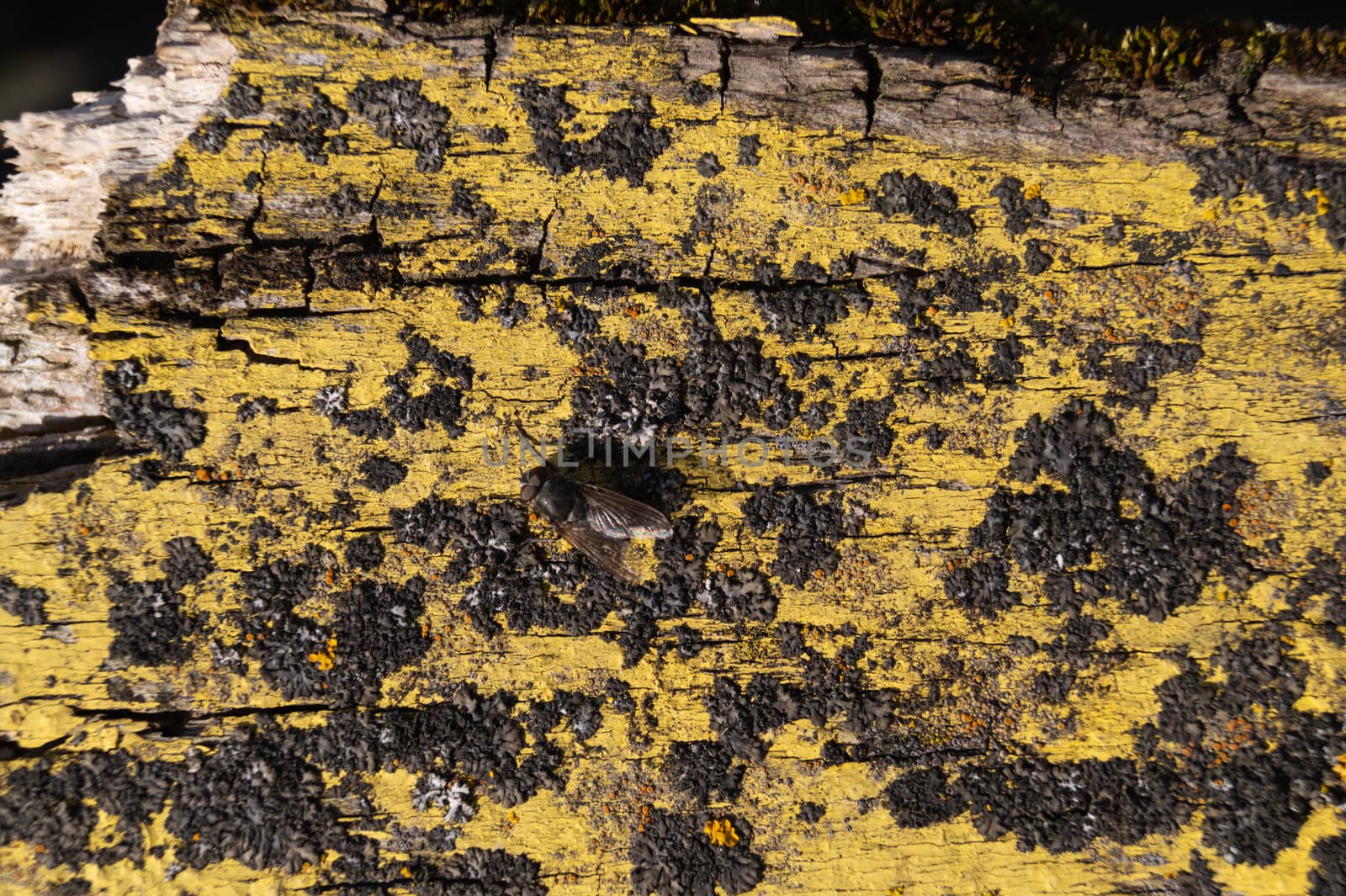 A part of old yellow wooden fence. The yellow paint on wood is old and cracked. Perfect painted wooden texture. by alexsdriver